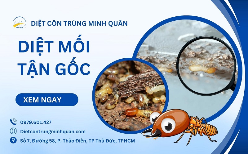 Dịch Vụ Diệt Mối Tận Gốc Minh Quân – Bảo Vệ Ngôi Nhà An Toàn
